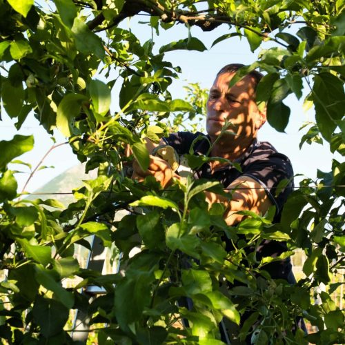 "Agricoltore al lavoro in un frutteto nell'ambito di un progetto di cooperazione allo sviluppo promosso dal Centro di Cultura Albanese per sostenere lo sviluppo rurale, l'imprenditorialità locale e le comunità dell'Albania."